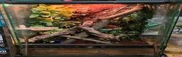 Gecko reptiles for sale: Gorgeous baby Crested Gecko and tank - Advert 7