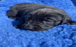 Labrador Retriever dogs for sale: KC reg DNA tested Labrador puppies. - Image 10