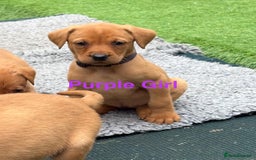 Labrador Retriever dogs for sale: Gorgeous KC Fox Red Labs - Image 10