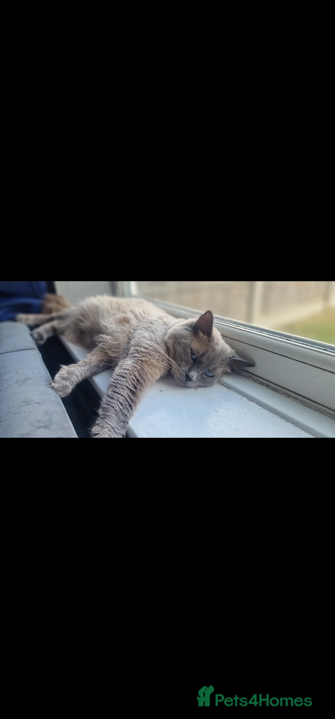 Ragdoll cats for sale: Entire male ragdoll  - Advert 2