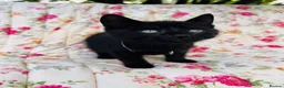 Mixed Breed cats for sale: *READY NOW* 5 Beautiful, Confident Kittens - Advert 9