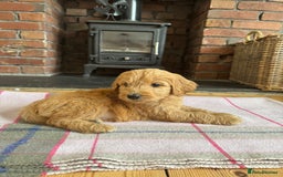 Double Doodle dogs for sale: Australian Goldendoodle puppies - Image 24