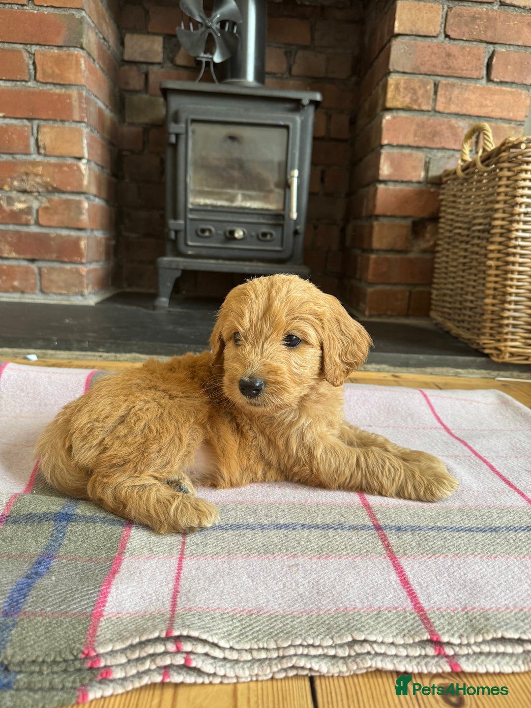 Double Doodle dogs for sale: Australian Goldendoodle puppies - Image 24