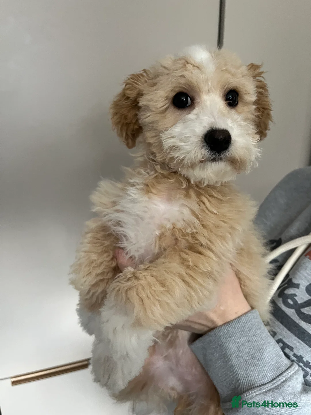 Mixed Breed dogs for sale: 2 puppies for sale - Advert 2