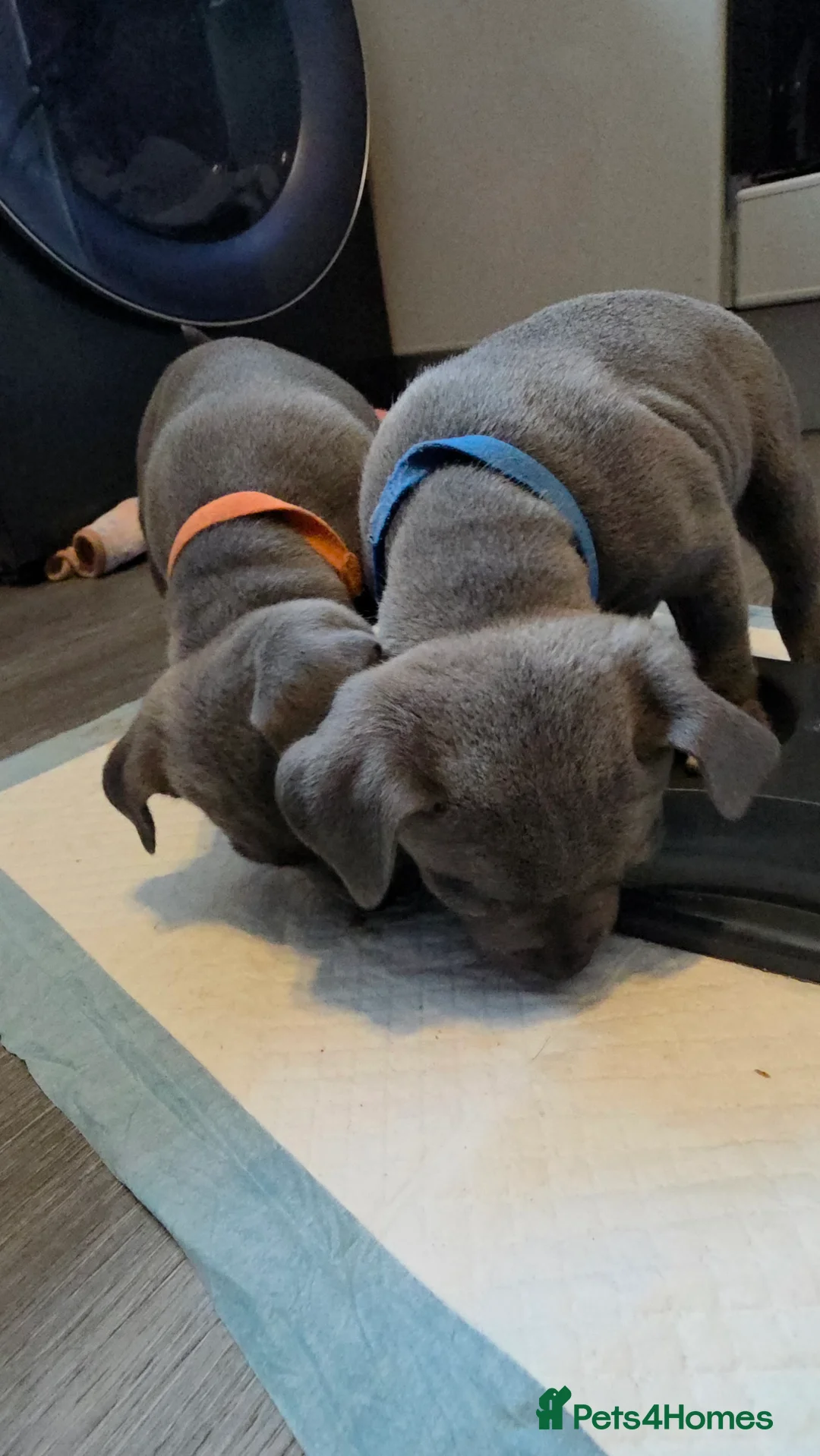 Staffordshire Bull Terrier dogs for sale: Staffordshire bull terrier blues  - Advert 14