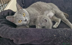 Chartreux cats for sale: Chartreux sisters  - Image 13