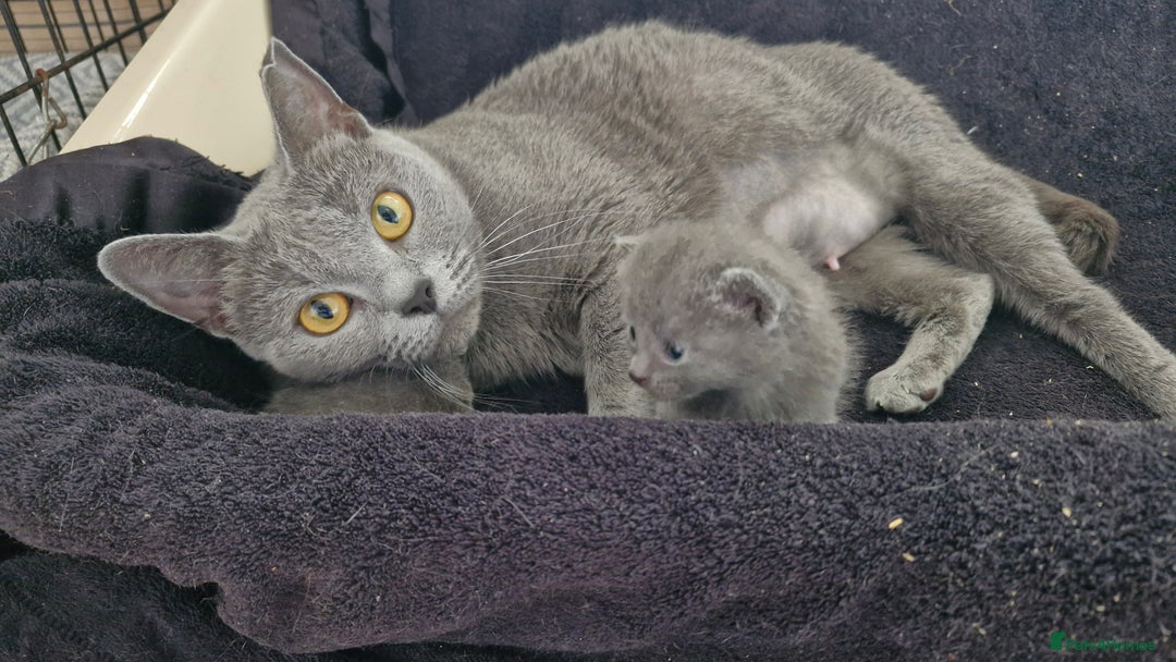 Chartreux cats for sale: Chartreux sisters  - Image 13