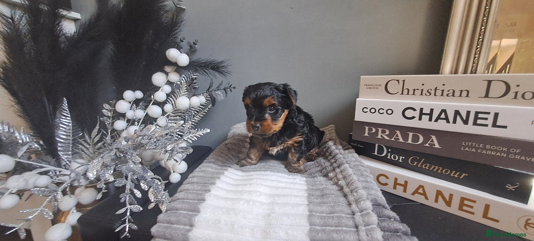 Yorkshire Terrier dogs for sale: Beautiful Biewer Yorkshire pups*LASTBOY Readynow* in Andover - Image 36