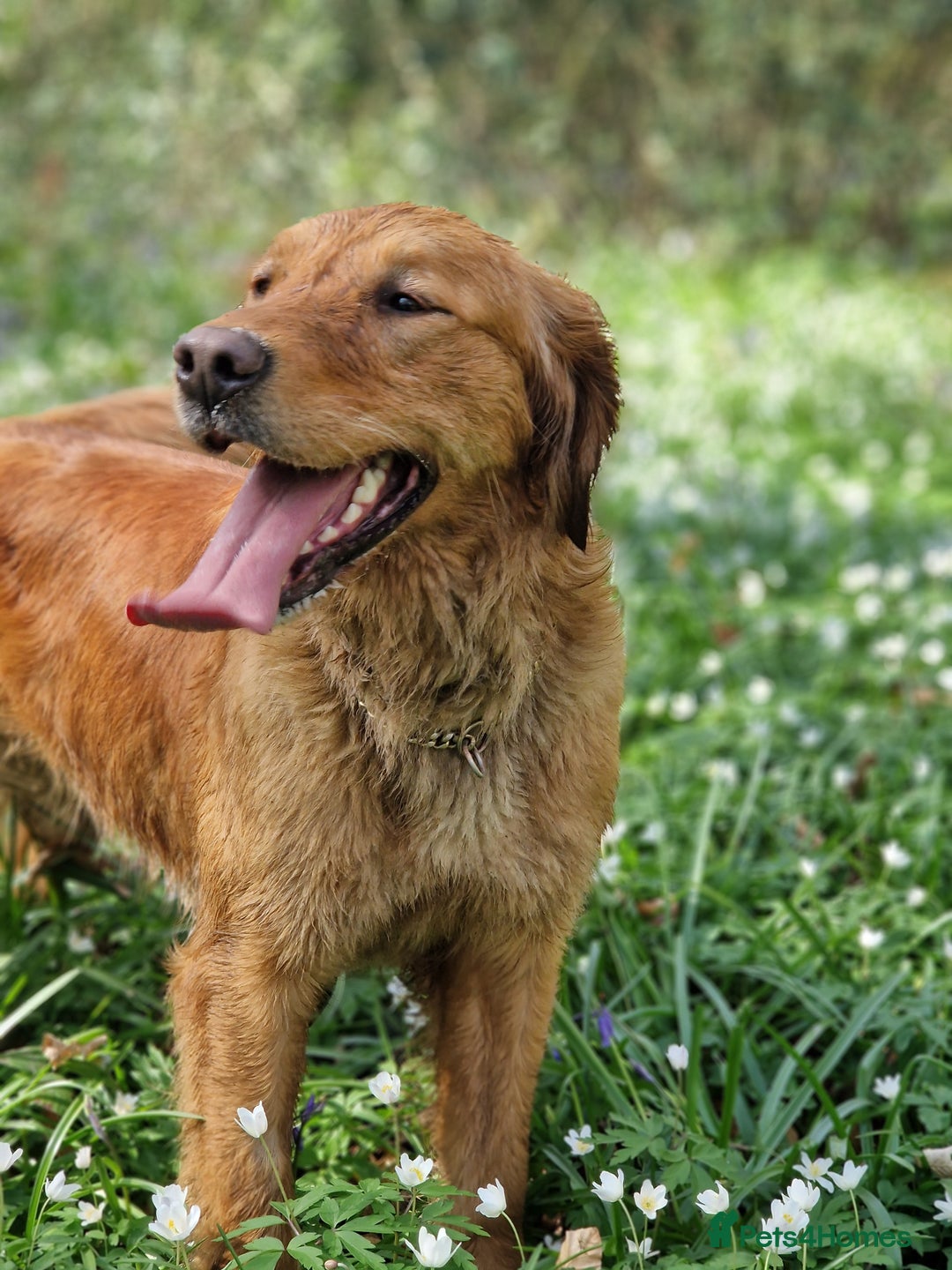 Golden Retriever dogs for sale: Stunning Golden Retriever pups  in Oxted - Image 26