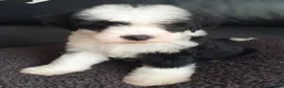 Tibetan Terrier dogs for sale: 1 STUNNING MALE Tibtan Terrier - Advert 4