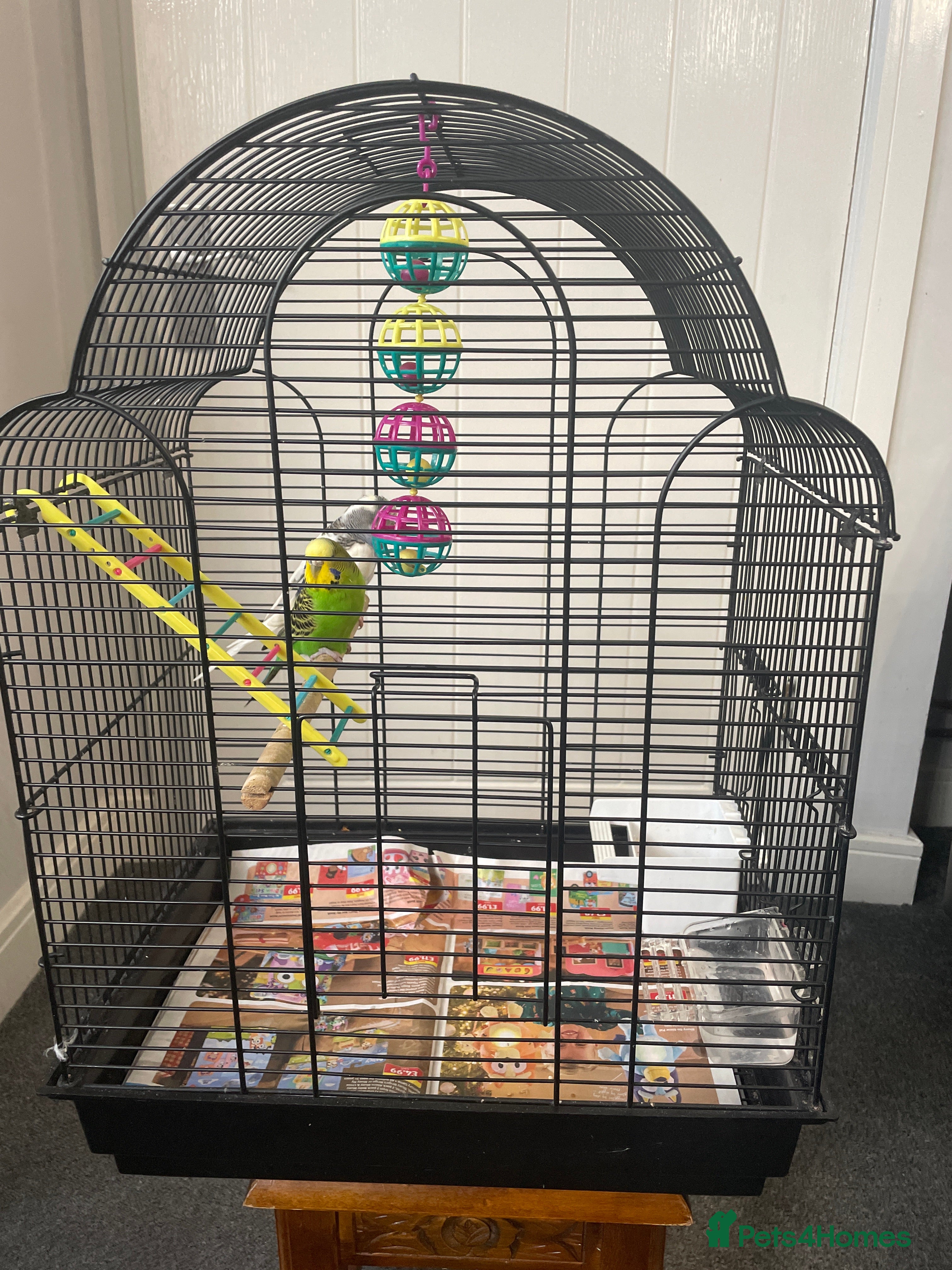 Budgerigars birds 2 budgies including the cage - Advert 13