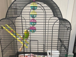 Budgerigars birds 2 budgies including the cage - Advert 1