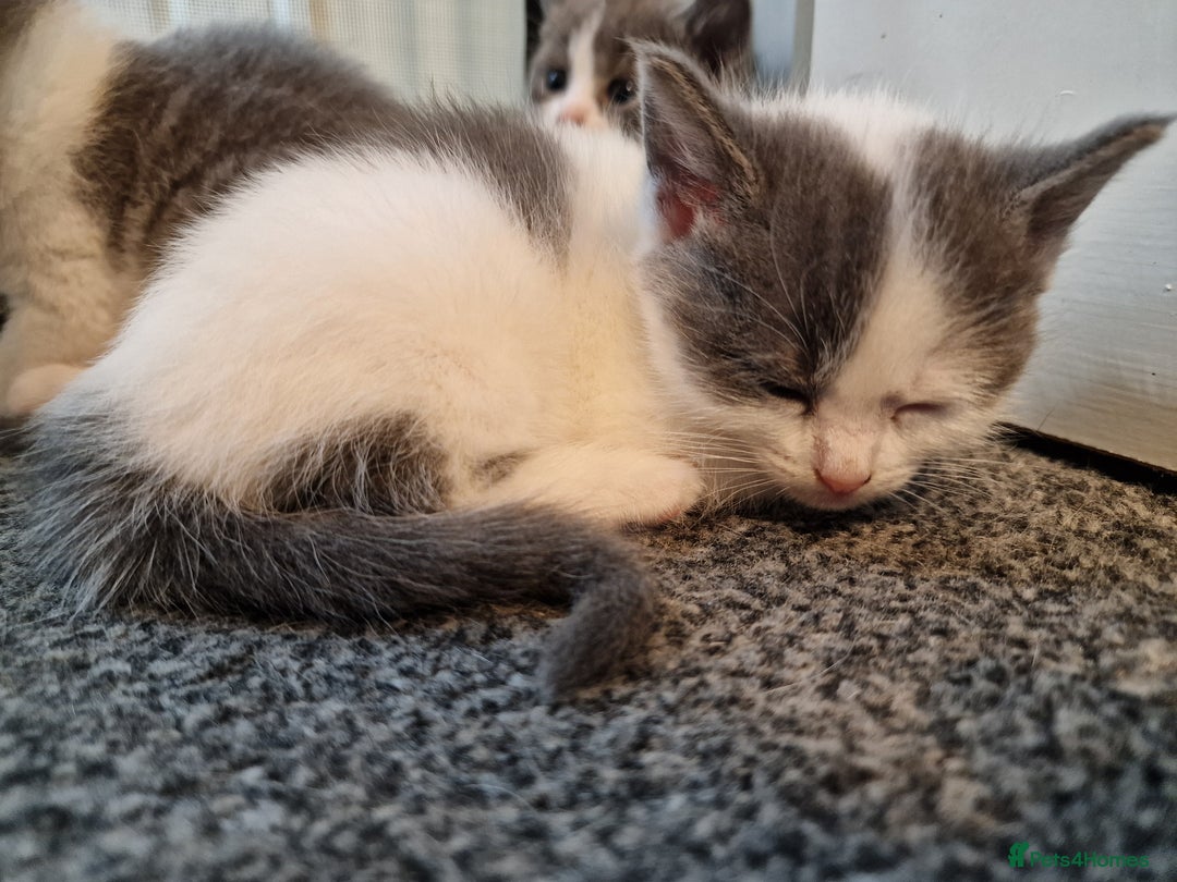 RagaMuffin cats for sale: 3 grey and white female kittens  - Image 20