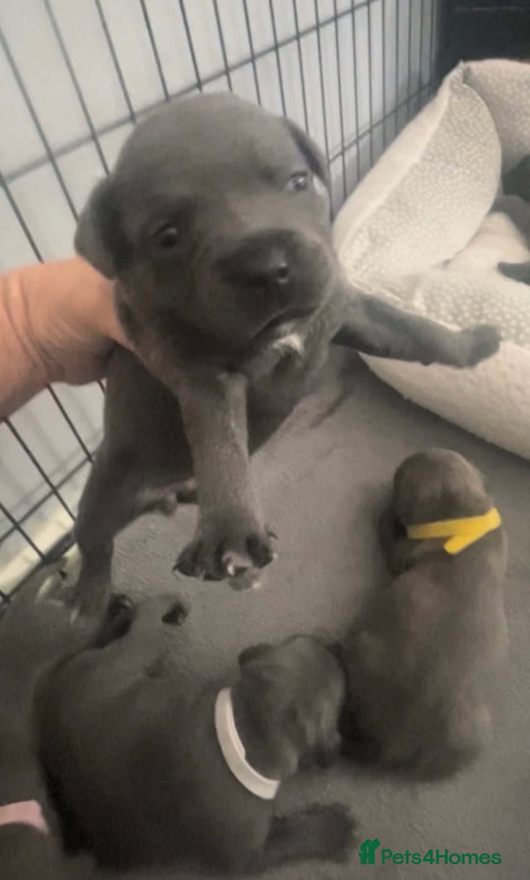 Staffordshire Bull Terrier dogs for sale: Litter of blue Staffordshire bull terriers  - Image 19