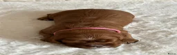 Cavalier King Charles Spaniel dogs for sale: * KC Reg Health Tested Puppies *  - Advert 7