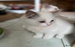 Ragdoll cats for sale: Blue mitted and bicolour ragdolls - Image 34