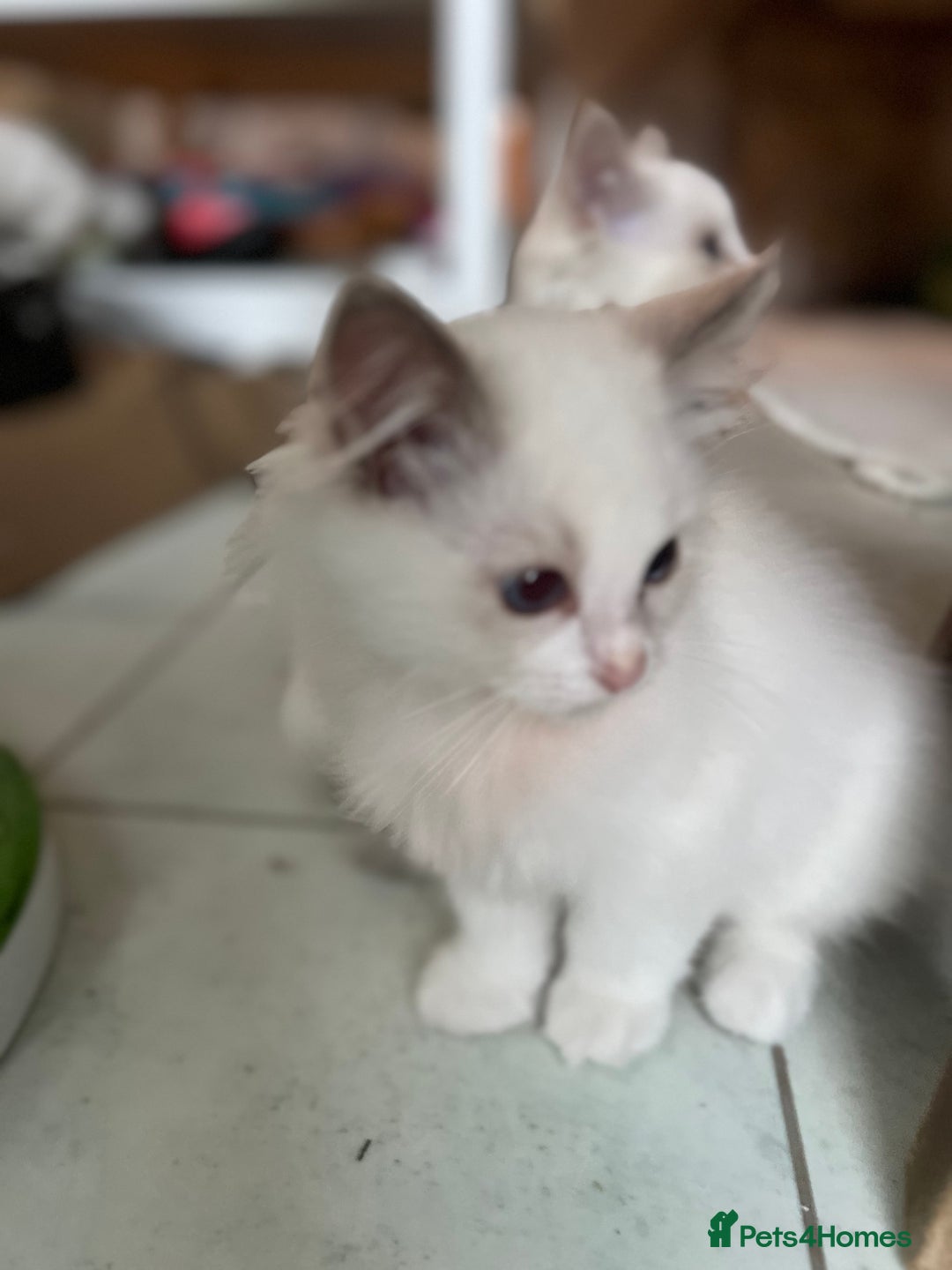 Ragdoll cats for sale: Blue mitted and bicolour ragdolls - Image 34