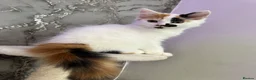 Mixed Breed cats for sale: Lovely female calico  in Bootle - Advert 6