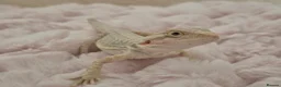 Bearded Dragon reptiles for sale: 100%Het Zero Bearded Dragon baby's  - Advert 3