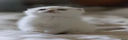 Scottish Fold cats for sale: Scottish fold - Advert 6