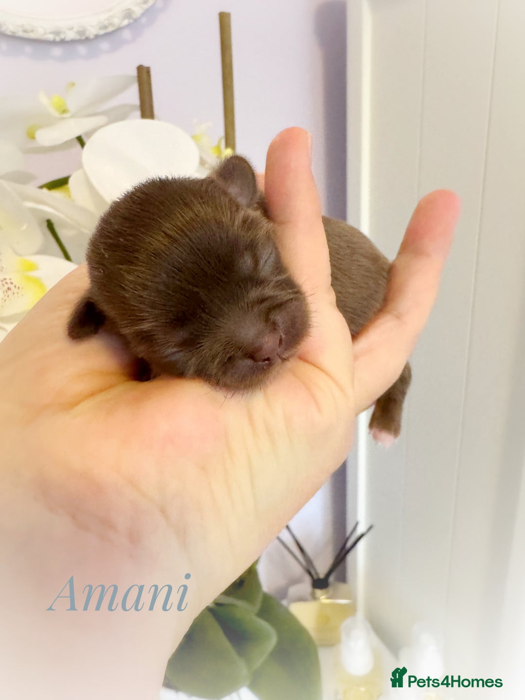 Chihuahua dogs for sale: Kc reg chocolate and lilac LC quality puppies - Advert 5