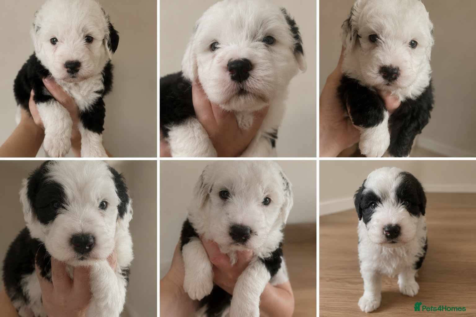 Sheepadoodle dogs for sale: Sheepadoodle pups - Advert 4