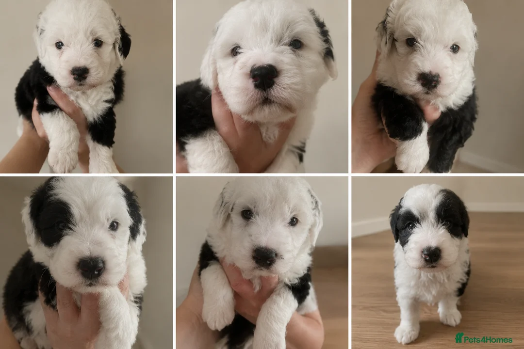 Sheepadoodle dogs for sale: Sheepadoodle pups - Advert 2