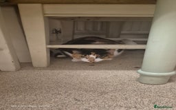 Mixed Breed cats for sale: Two sisters need a forever home - Image 2
