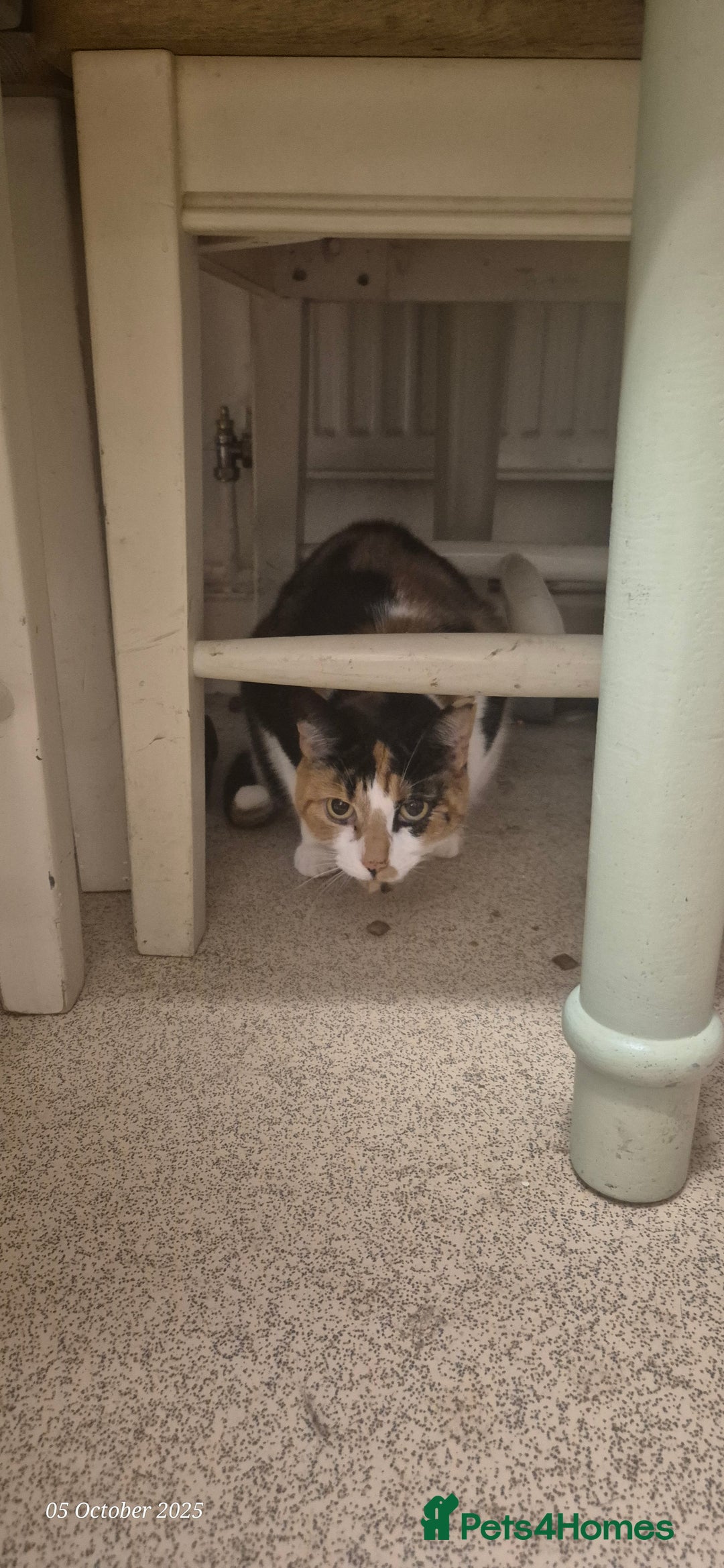 Mixed Breed cats for sale: Two sisters need a forever home - Image 2