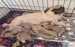Pug dogs for sale: Perfect pug pups - Image 6