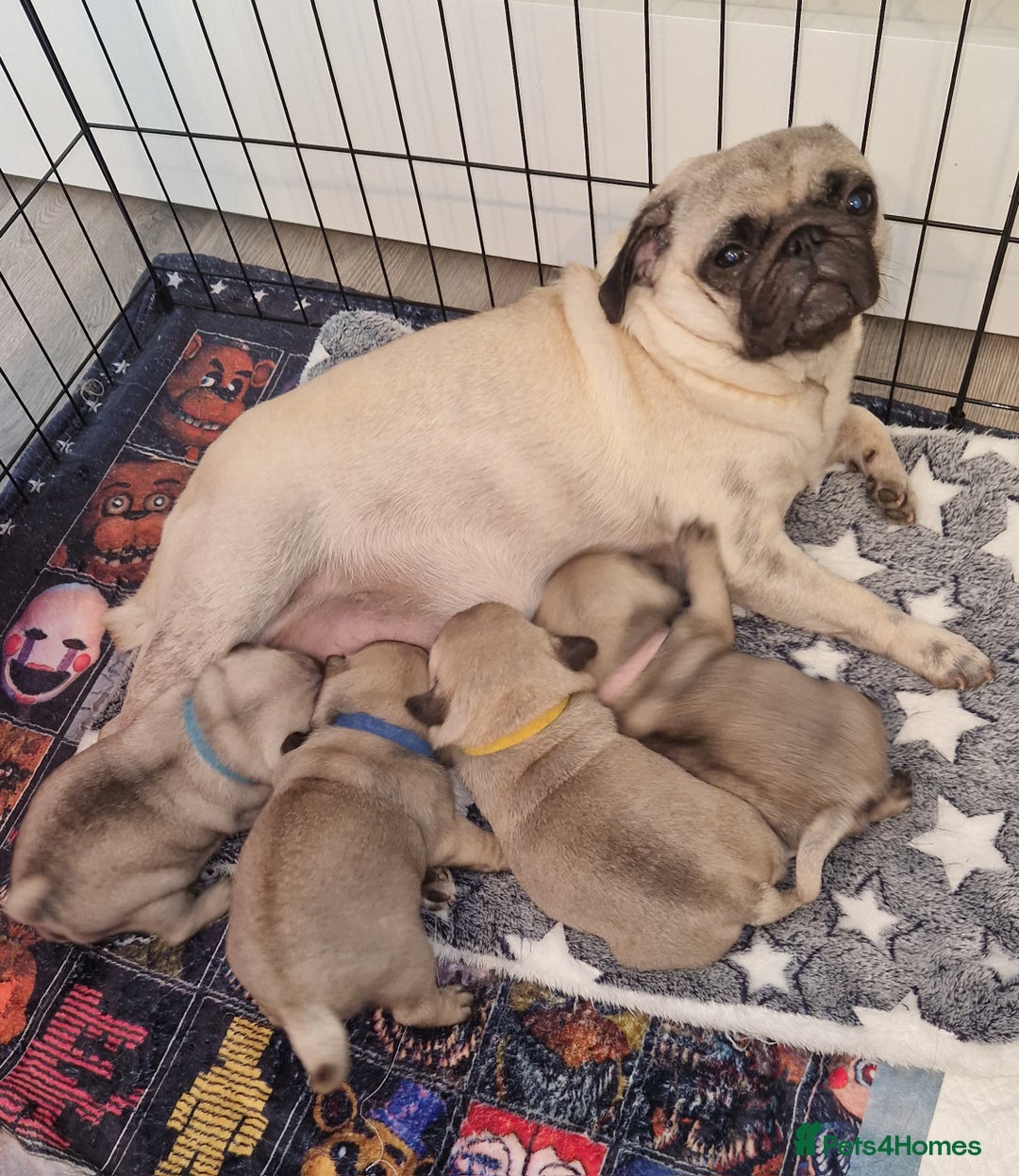Pug dogs for sale: Perfect pug pups - Image 6