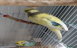 Budgerigars birds for sale: Fully tamed 4 budgies with Cage, accessories,food - Image 33