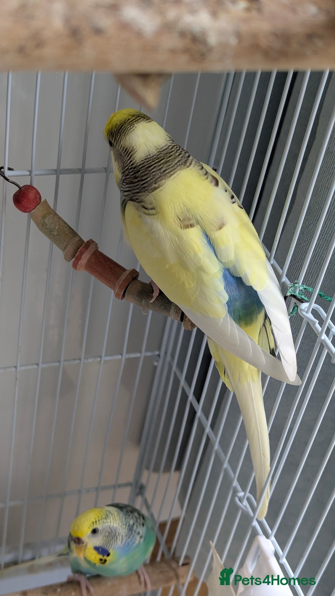 Budgerigars birds for sale: Fully tamed 4 budgies with Cage, accessories,food - Image 33