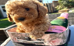 Cockapoo dogs for sale: Mini Cockapoo Puppies Kent - Image 6