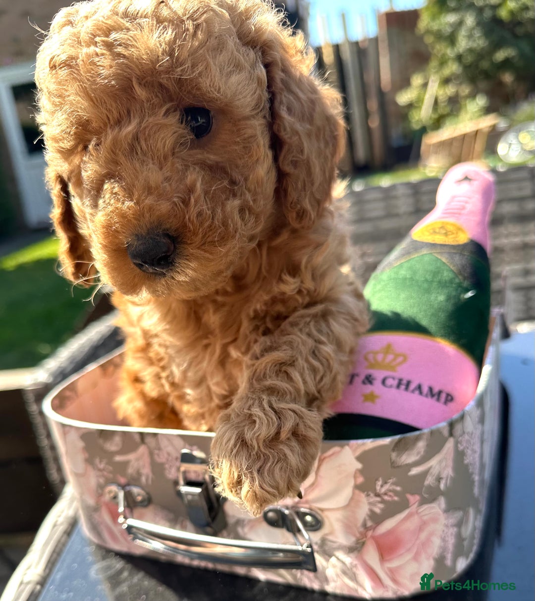Cockapoo dogs for sale: Mini Cockapoo Puppies Kent - Image 6