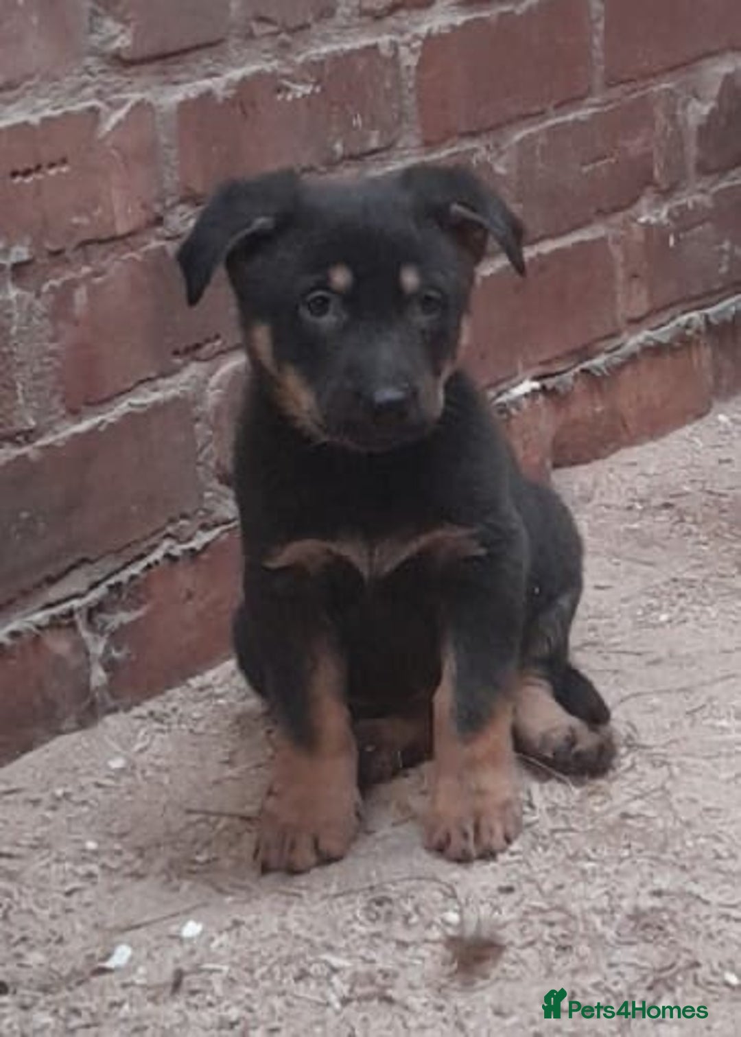 German Shepherd dogs for sale: Beautiful big German shepherd pups - Image 5