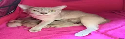 Burmese cats for sale: GCCF registered - Home raised Burmese kittens - Advert 1