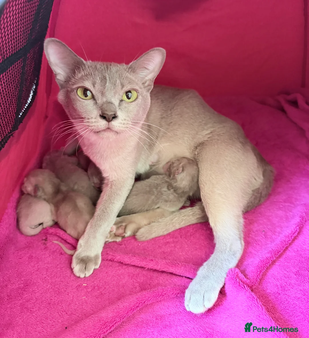 Burmese cats for sale: GCCF registered - Home raised Burmese kittens - Advert 1