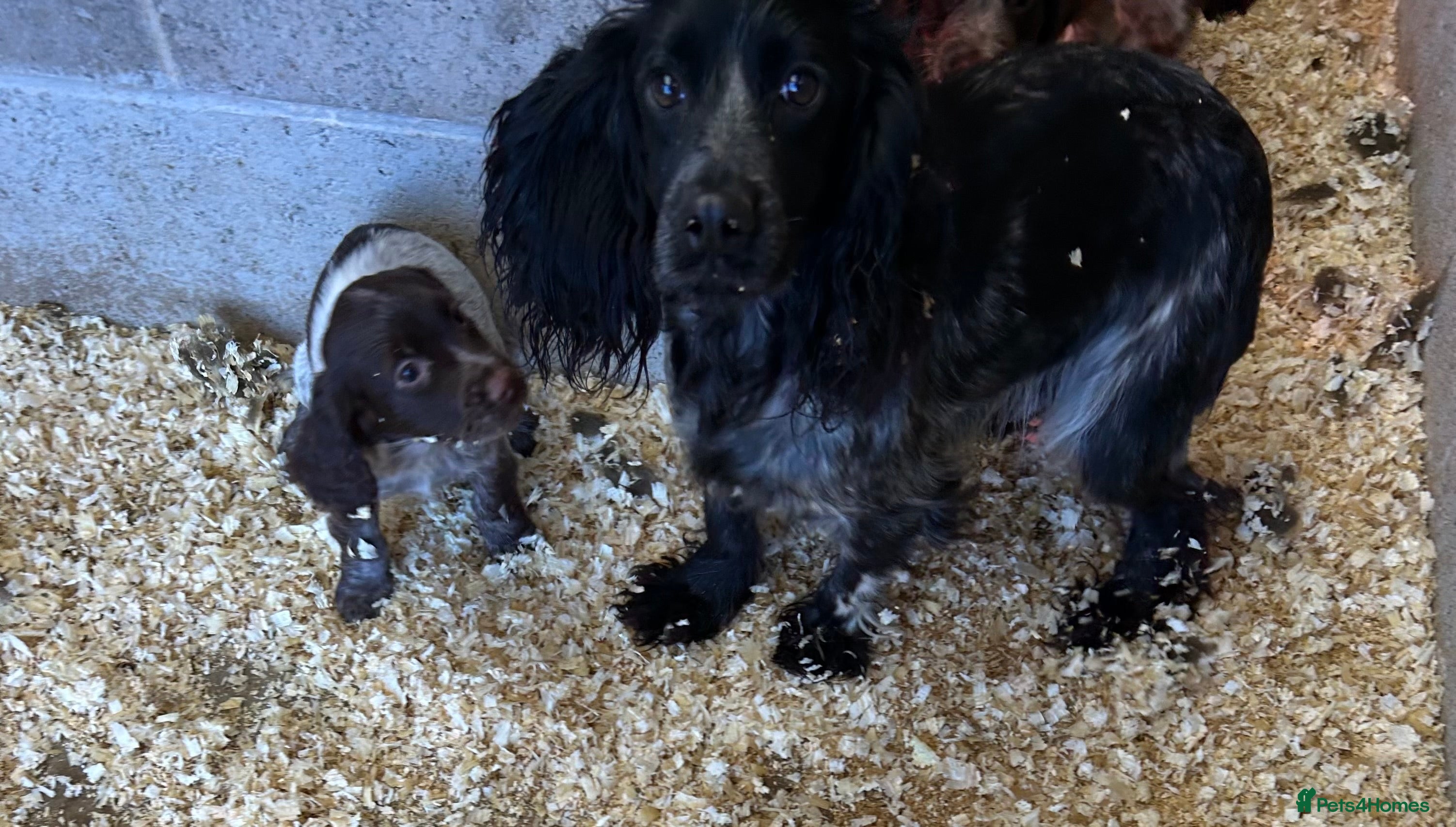 Cocker Spaniel dogs Cocker spaniel pups - Advert 8