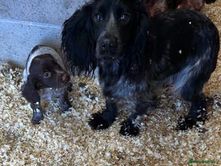 Cocker Spaniel dogs Cocker spaniel pups - Advert 6
