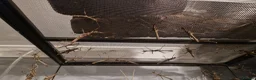 Stick Insects invertebrates for sale: Sunny stick insects - Advert 2