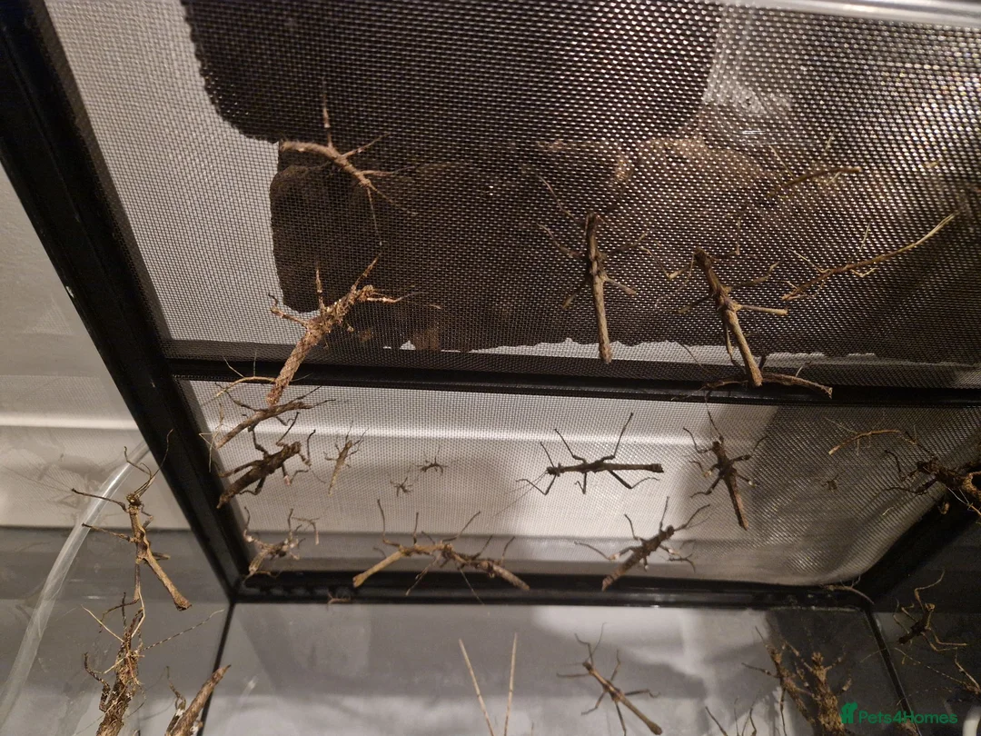 Stick Insects invertebrates for sale: Sunny stick insects - Advert 2