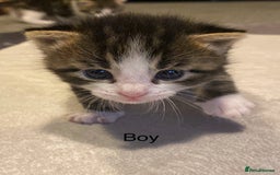 Mixed Breed cats for sale: 5 kittens for sale  - Image 3