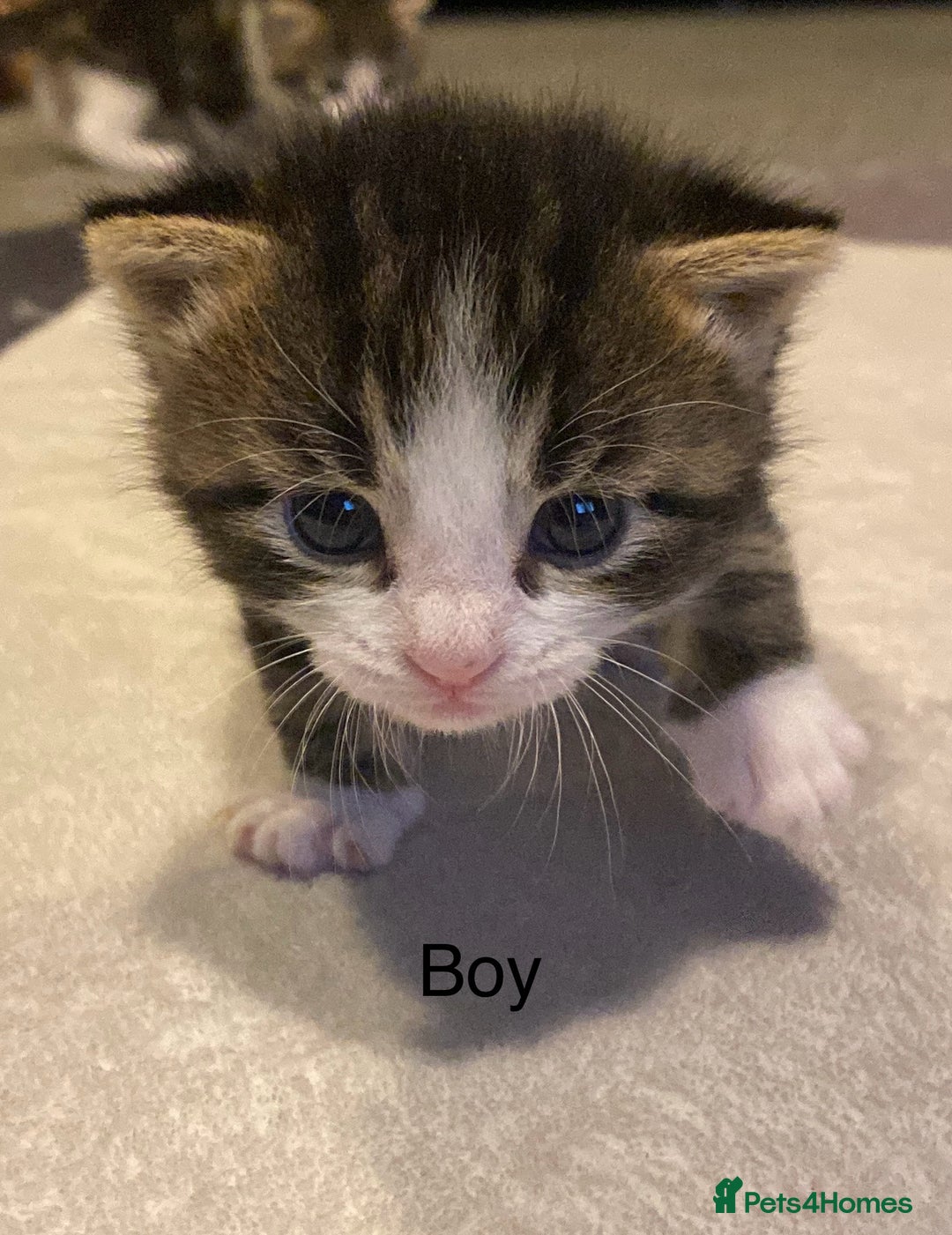 Mixed Breed cats for sale: 5 kittens for sale  - Image 3