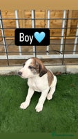 Mixed Breed dogs Pure saluki-greyhound puppies - Advert 6
