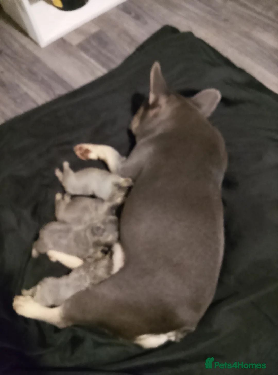 French Bulldog dogs for sale: Miniature French bulldogs carry fluffy  - Image 23