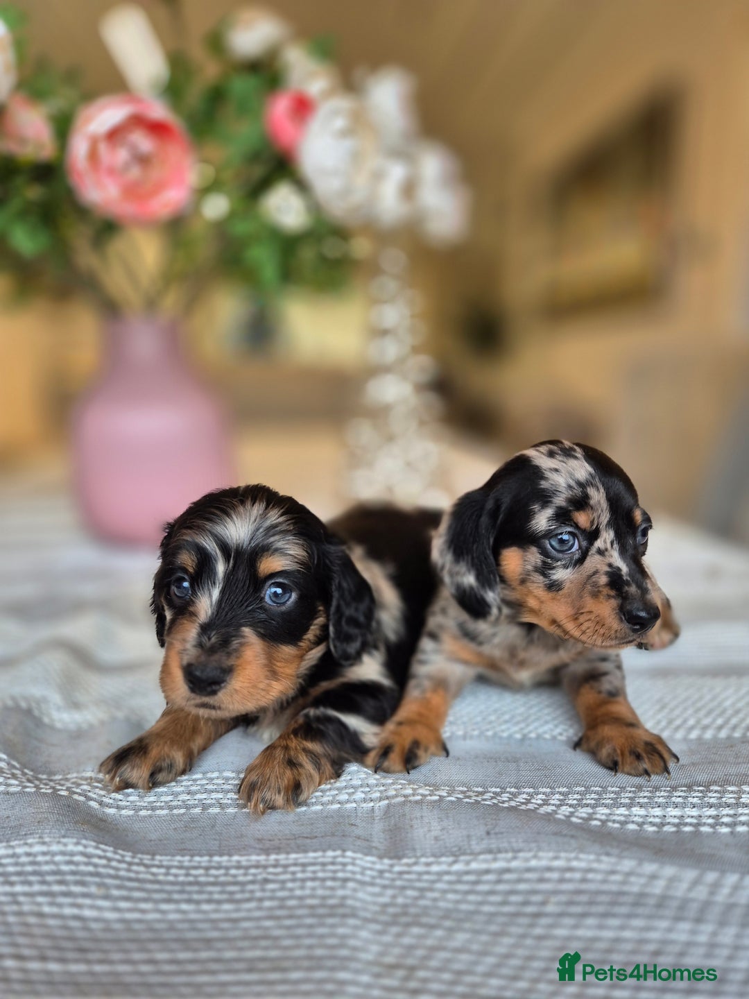 Dachshund dogs for sale: 💙Miniature Dachshund puppies! First litter!🩷  - Advert 26