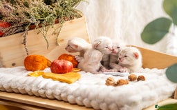 Bengal cats for sale: Pure Snow Bengals-TICA champions pedigree-Stunning - Image 30