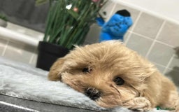 Maltipoo dogs for sale: Maltipoo - Image 10