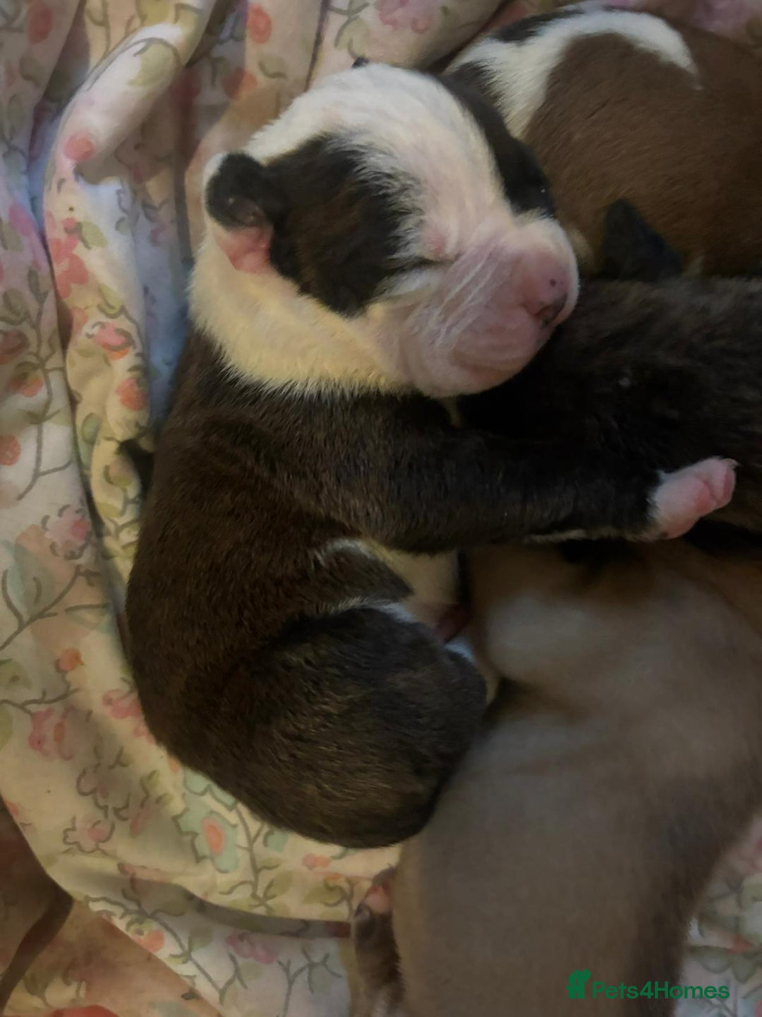 American Bulldog dogs for sale: American bulldog pups for sale - Advert 8